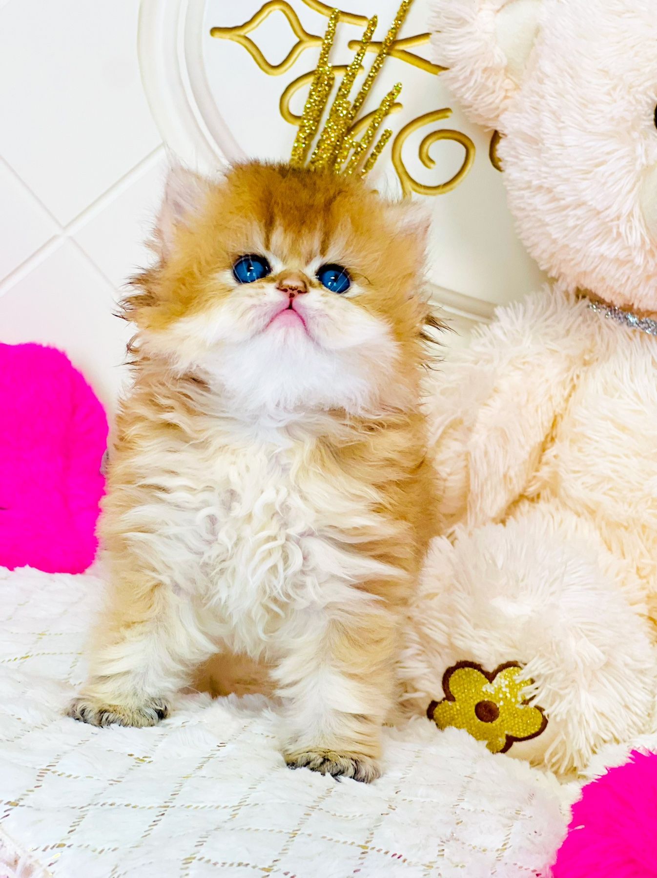 Британська золота шиншилла