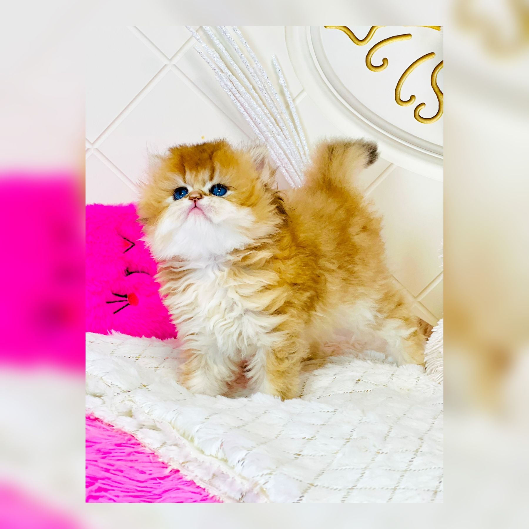 Британська золота шиншилла