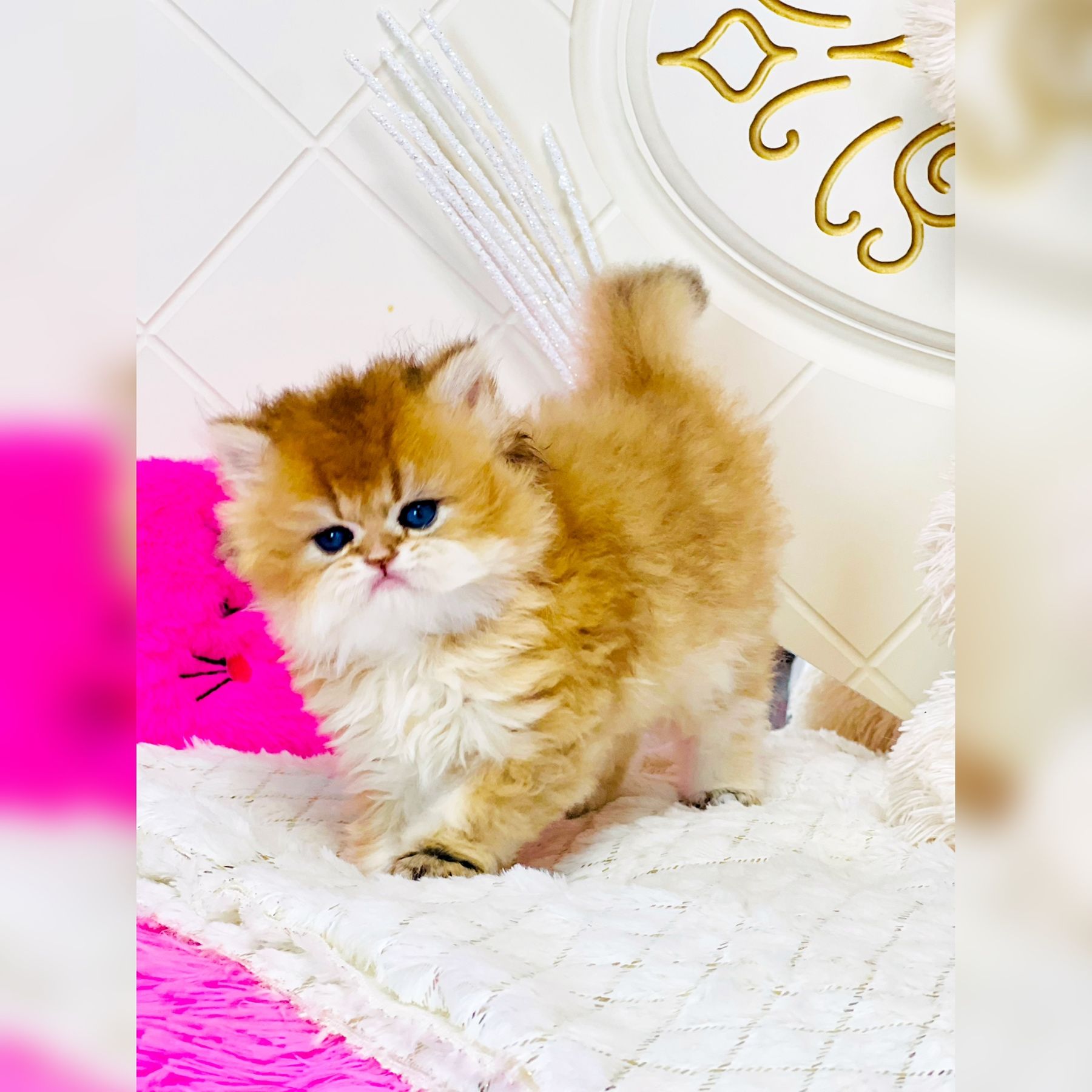 Британська золота шиншилла