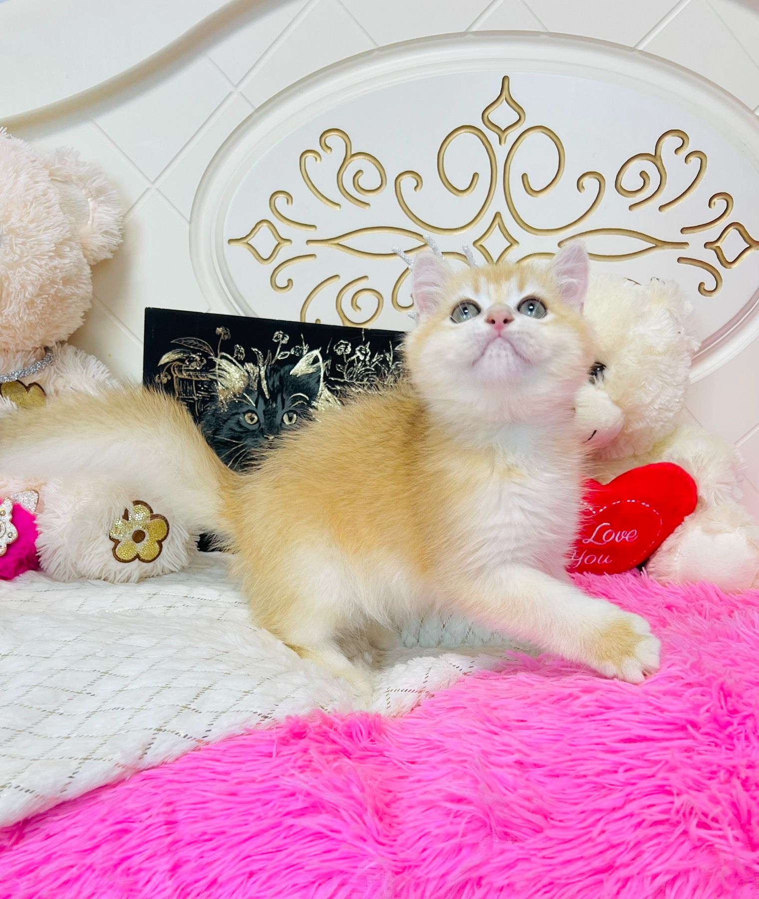 Британська золота шиншилла