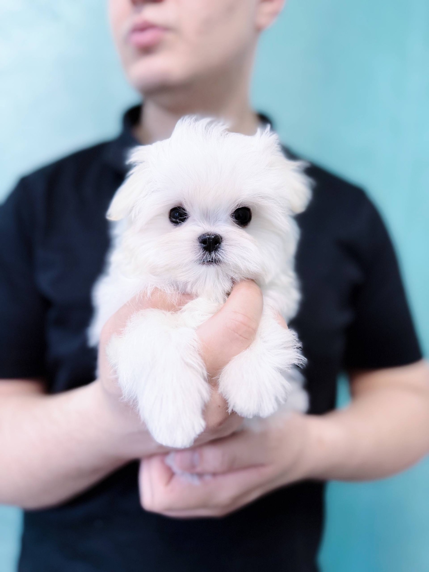 Дівчинка міні мальтезе