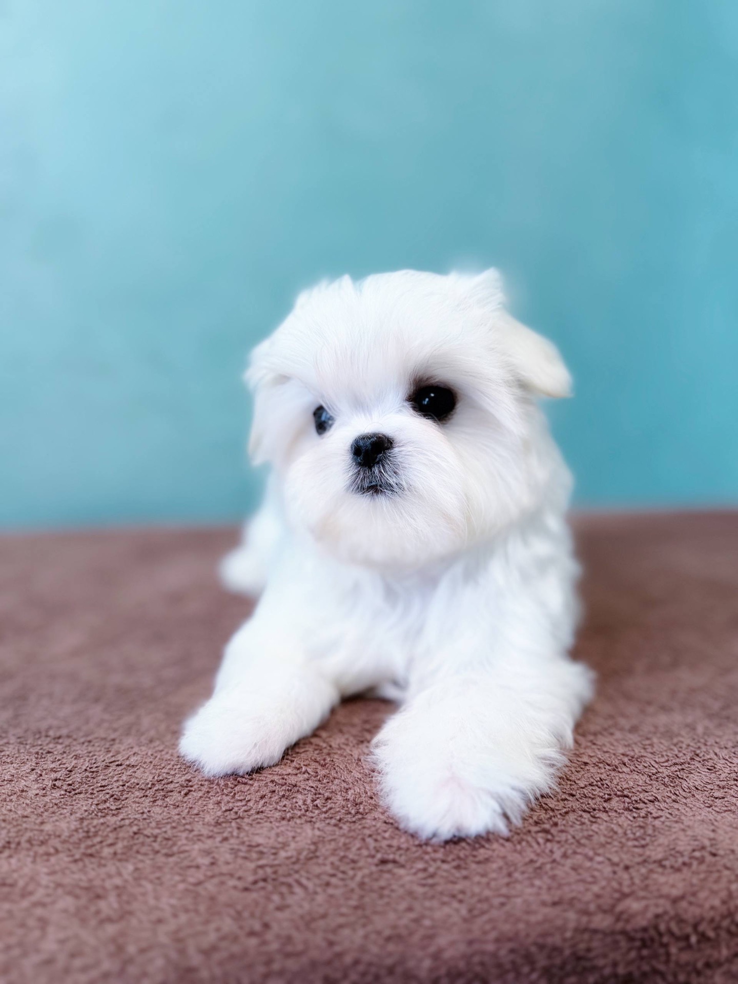 Дівчинка міні мальтезе