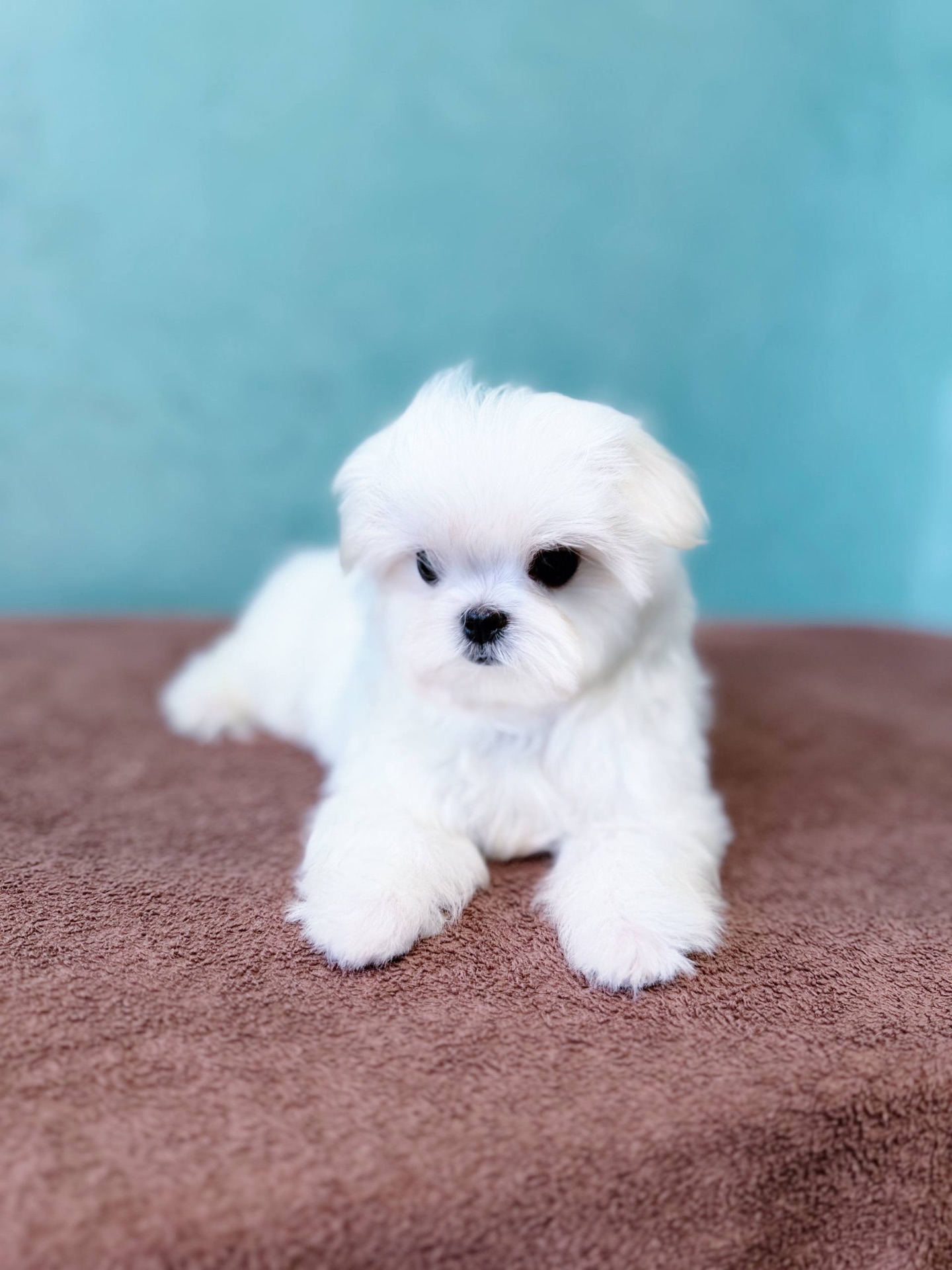 Дівчинка міні мальтезе