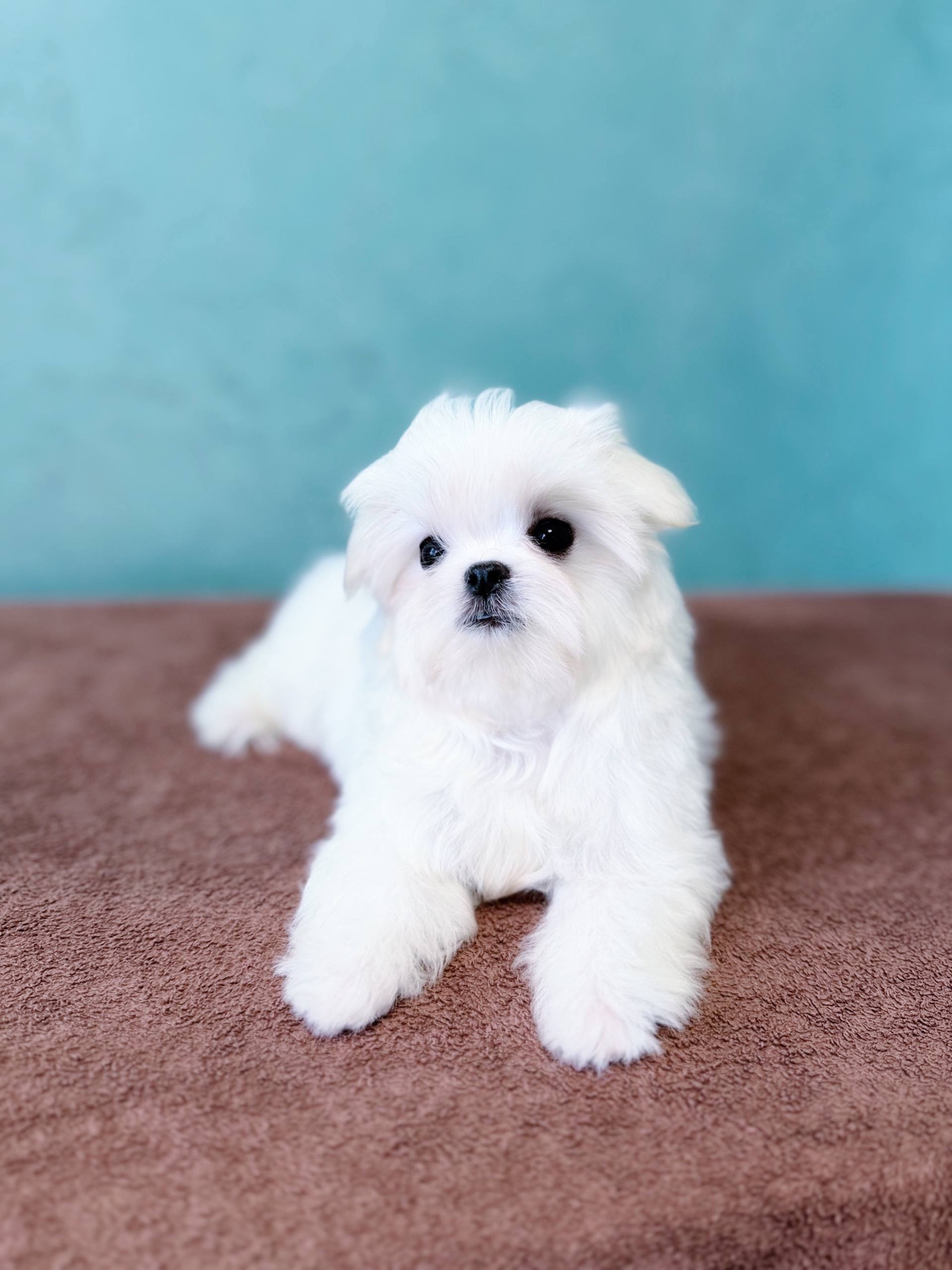 Дівчинка міні мальтезе