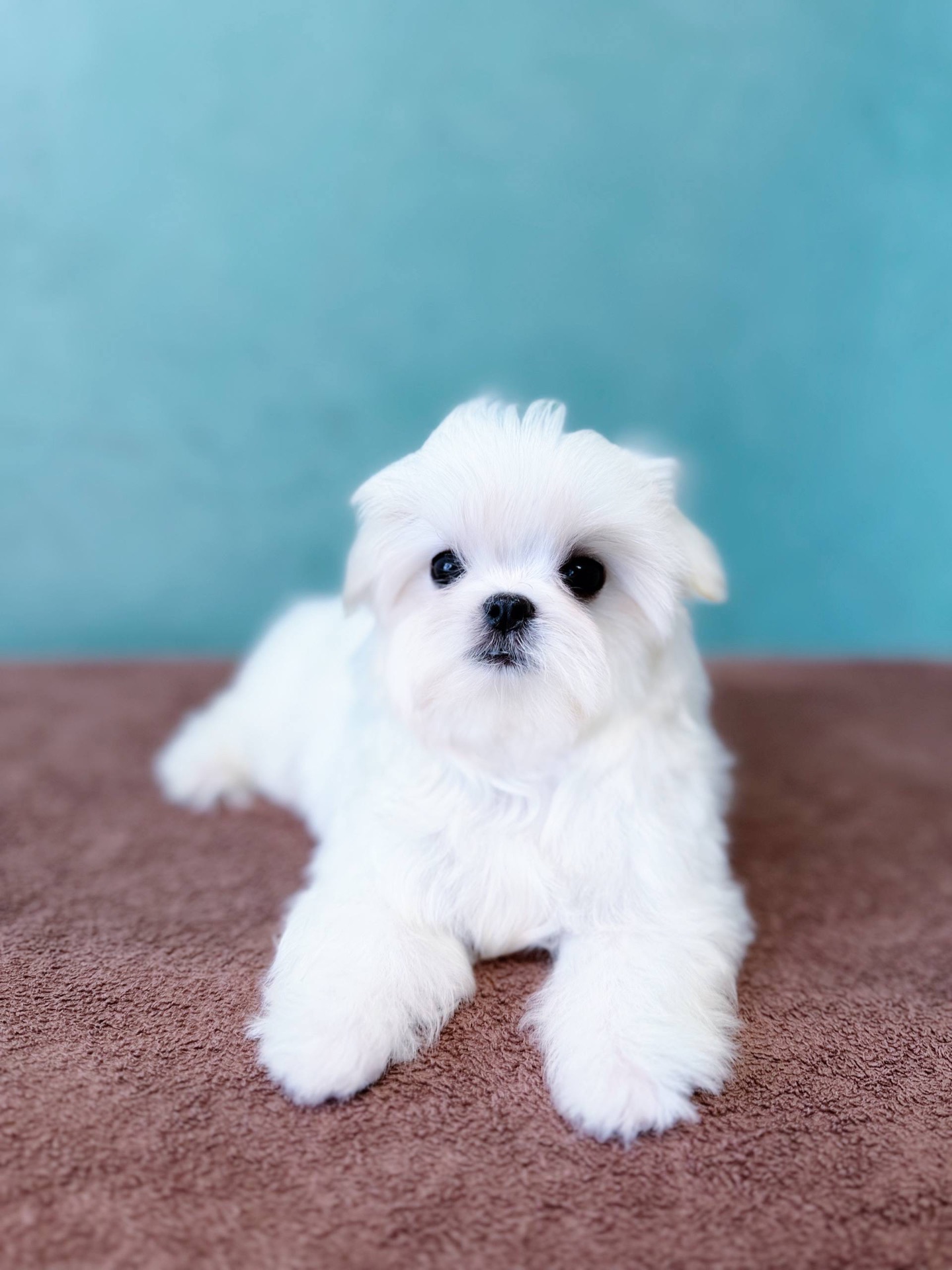 Дівчинка міні мальтезе