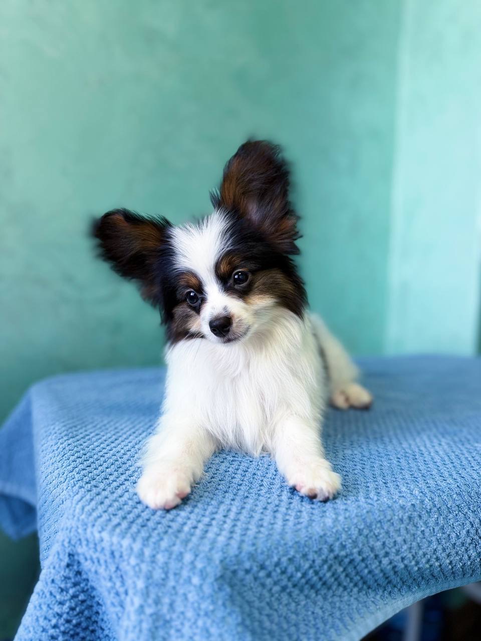 Найгарніший хлопчик папільона триколор