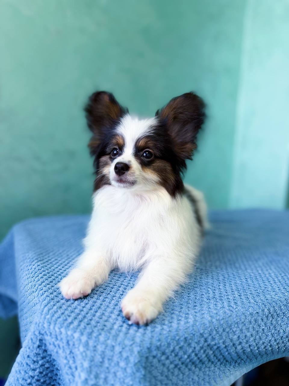 Найгарніший хлопчик папільона триколор