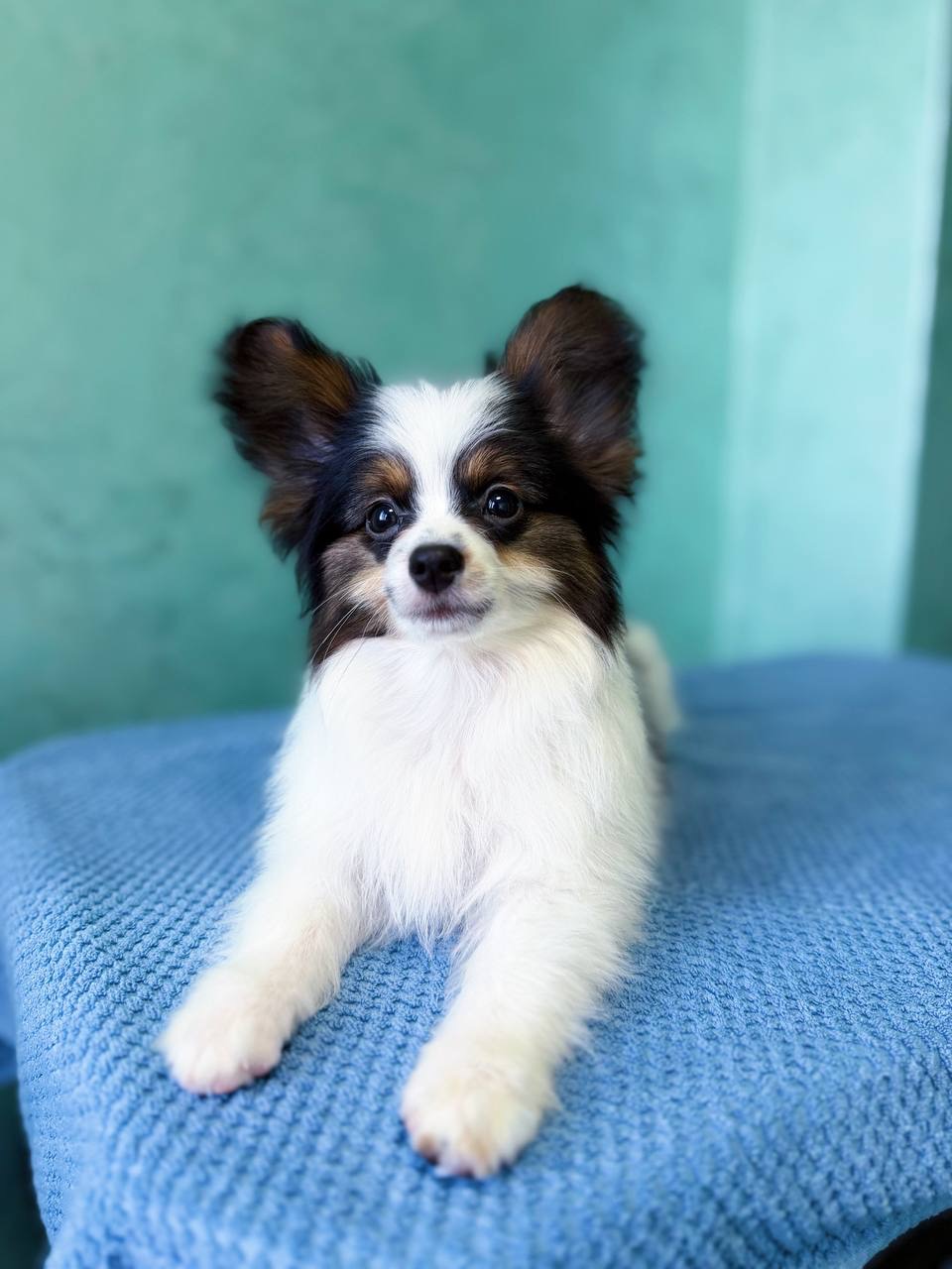 Найгарніший хлопчик папільона триколор