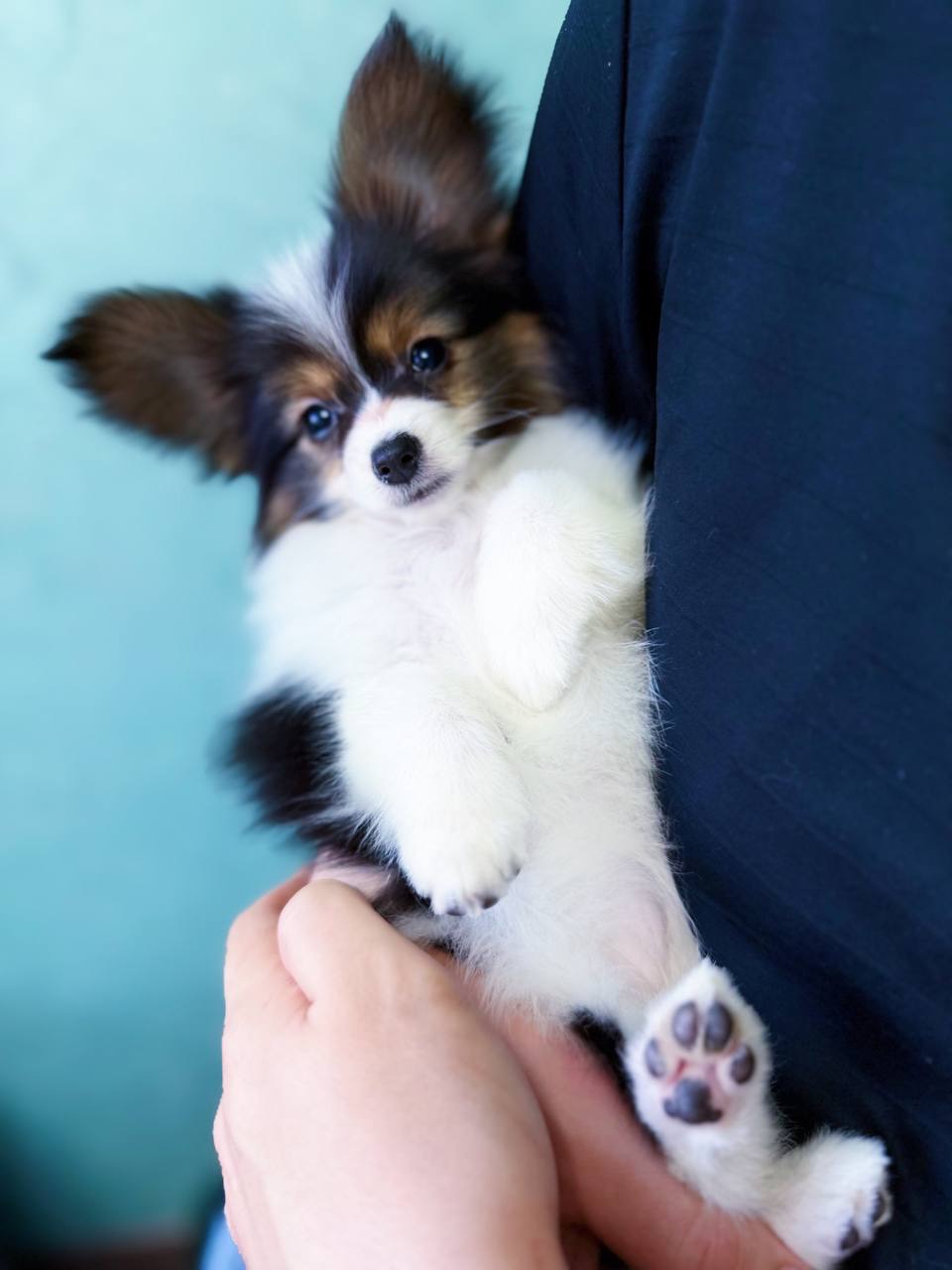 Гарна дівчинка триколор