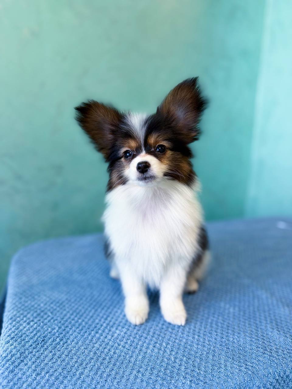 Гарна дівчинка триколор