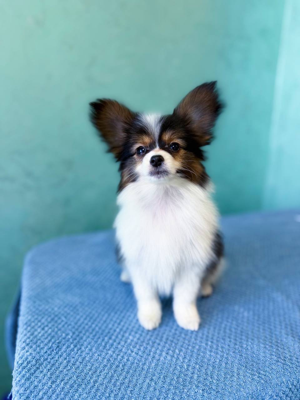 Гарна дівчинка триколор