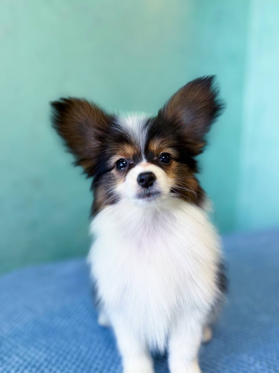 Гарна дівчинка триколор