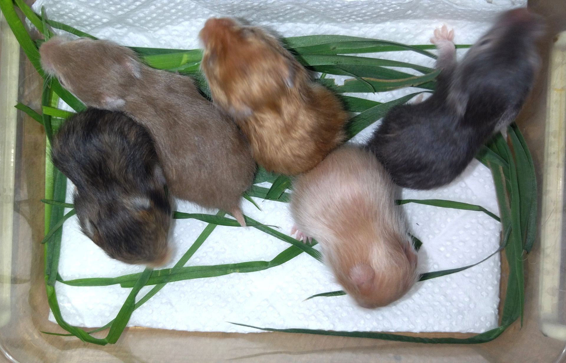 Атласні блискучі хом'ячки, ангорські хом'ки