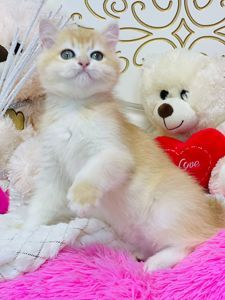 Британська золота шиншилла