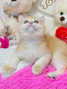 Британська золота шиншилла