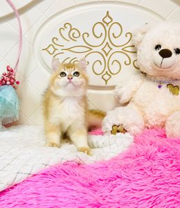 Британська золота шиншилла