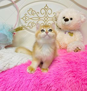 Британська золота шиншилла