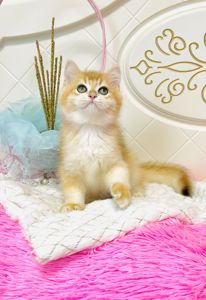 Британська золота шиншилла