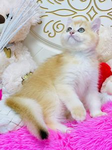 Британська золота шиншилла