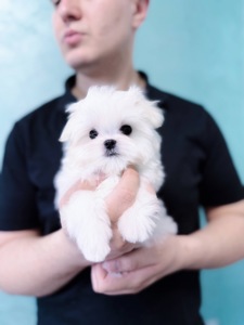 Дівчинка міні мальтезе