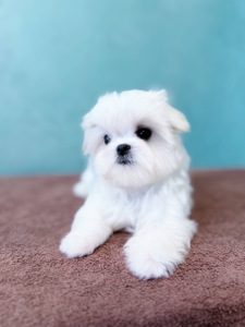 Дівчинка міні мальтезе