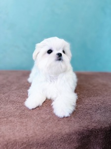 Дівчинка міні мальтезе