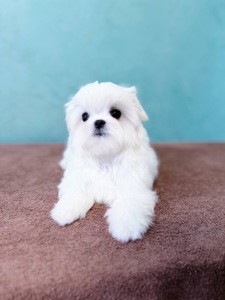 Дівчинка міні мальтезе