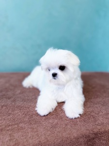 Дівчинка міні мальтезе