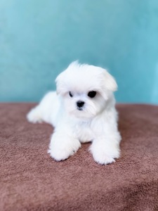 Дівчинка міні мальтезе