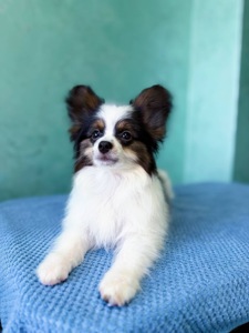 Найгарніший хлопчик папільона триколор