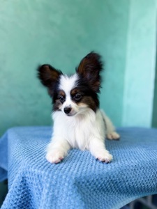 Найгарніший хлопчик папільона триколор