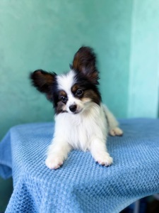 Найгарніший хлопчик папільона триколор