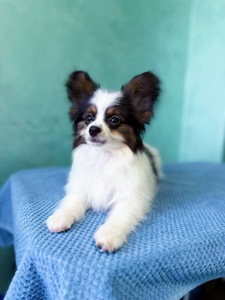 Найгарніший хлопчик папільона триколор