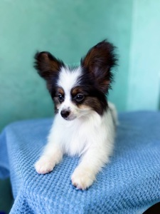 Найгарніший хлопчик папільона триколор