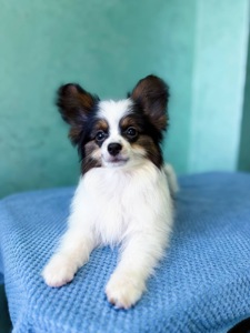 Найгарніший хлопчик папільона триколор