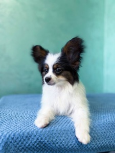 Найгарніший хлопчик папільона триколор