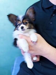 Гарна дівчинка триколор