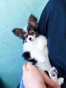 Гарна дівчинка триколор