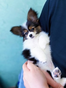 Гарна дівчинка триколор