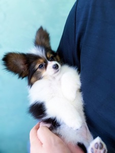 Гарна дівчинка триколор