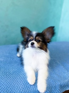 Гарна дівчинка триколор