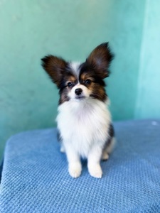 Гарна дівчинка триколор