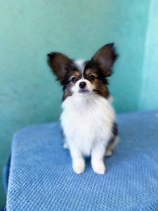 Гарна дівчинка триколор