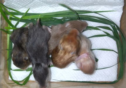 Атласні блискучі хом'ячки, ангорські хом'ки