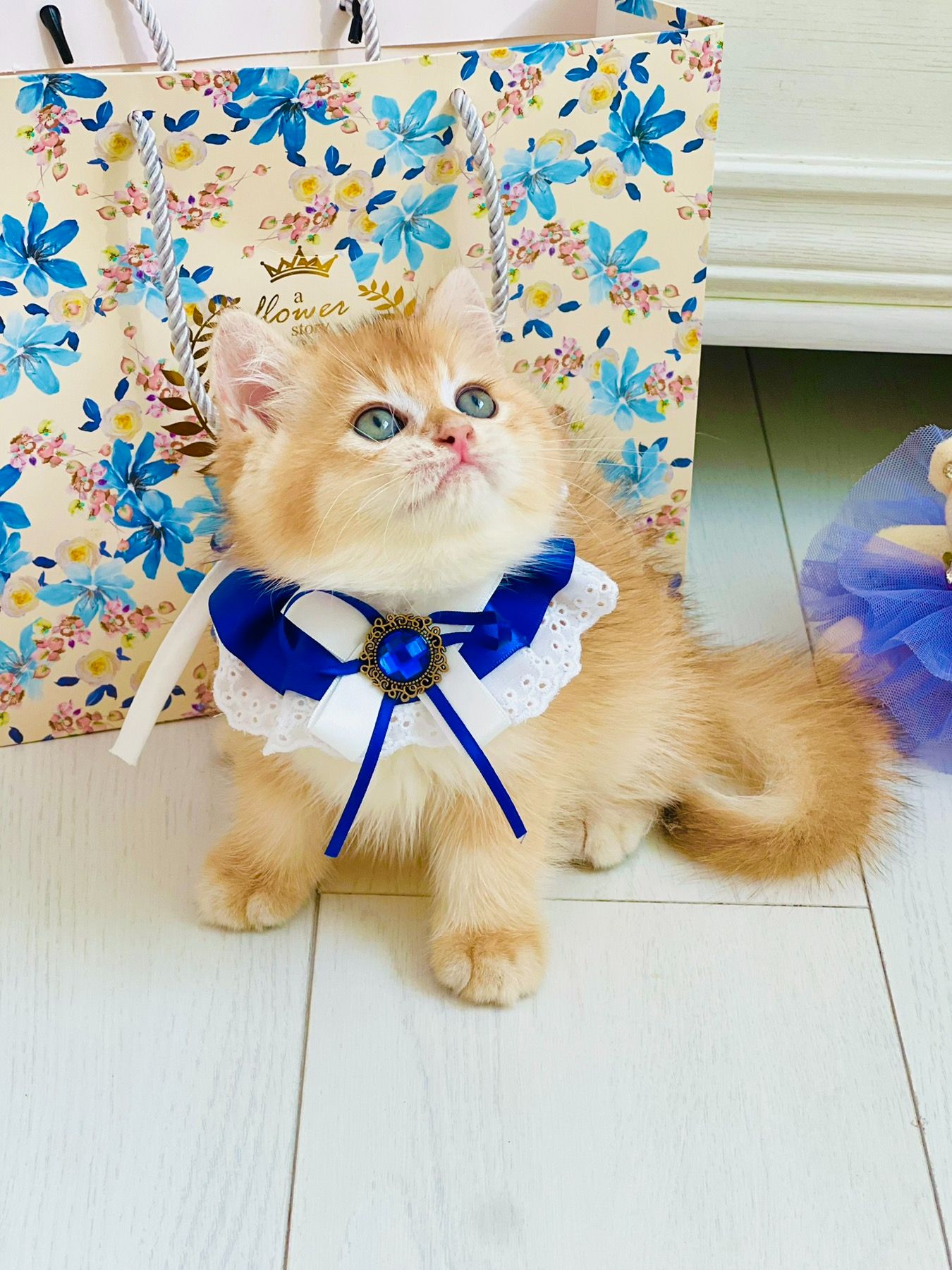 Британська золота шиншилла