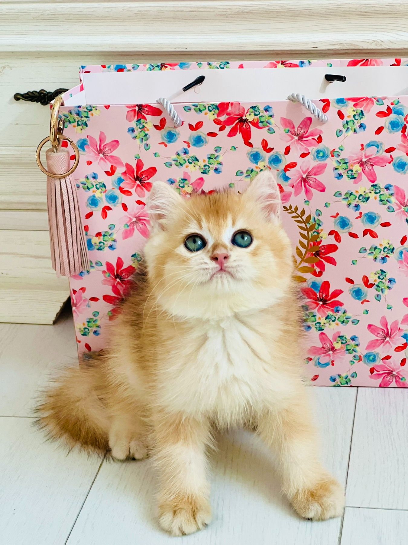 Британська золота шиншилла