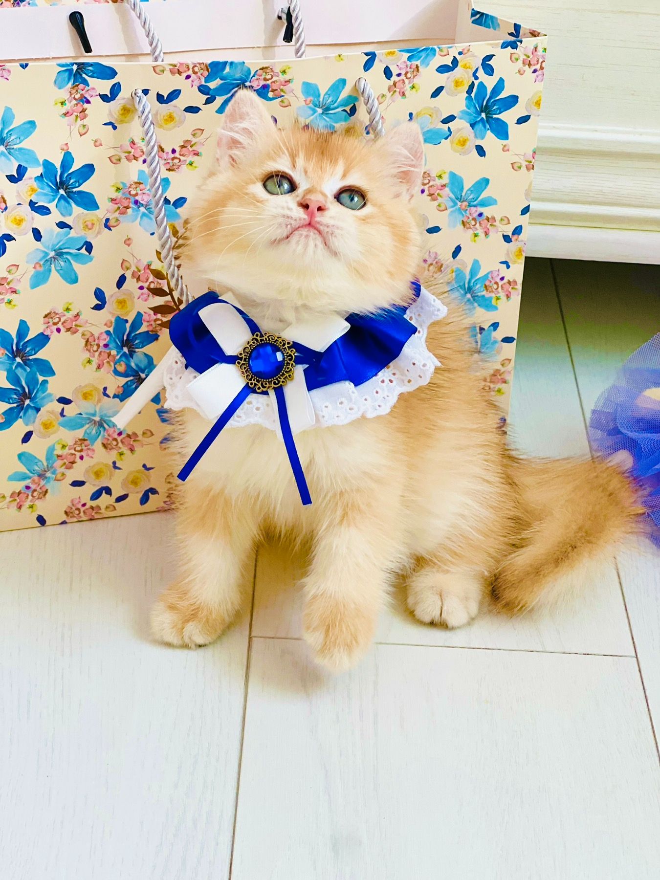 Британська золота шиншилла