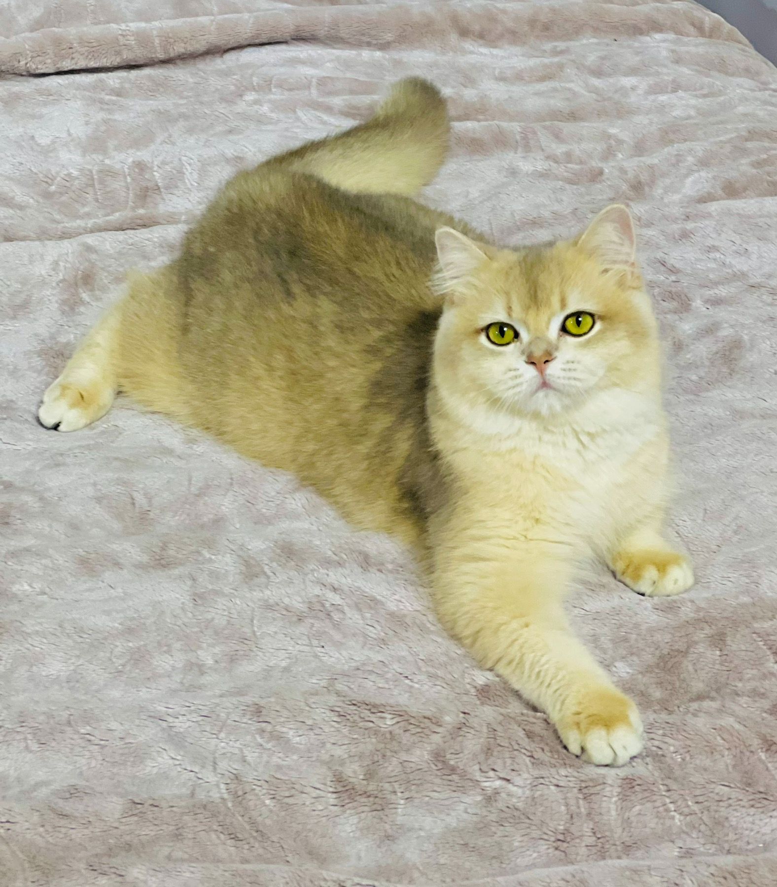 Британська золота шиншилла