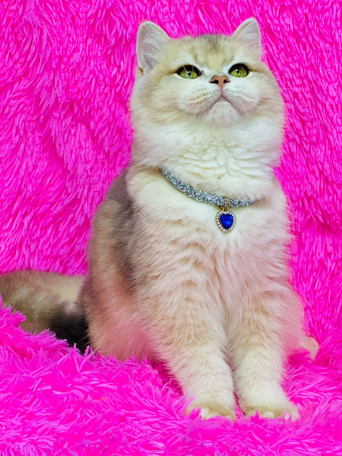 Британська золота шиншилла