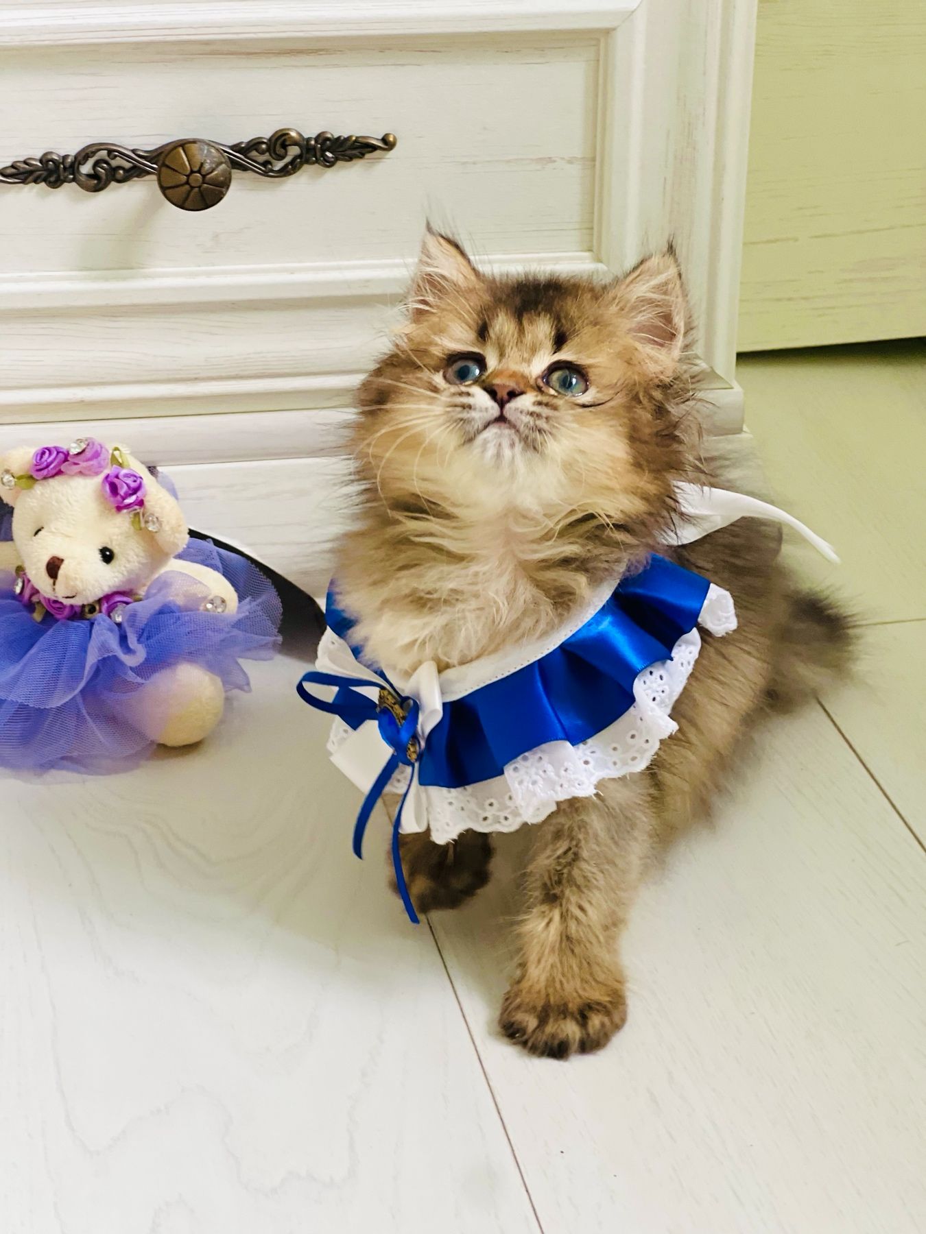 Британська золота шиншилла